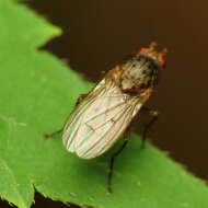 Image of heleomyzid flies