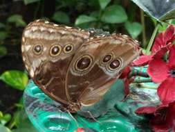 Morpho helenor Cramer 1782的圖片