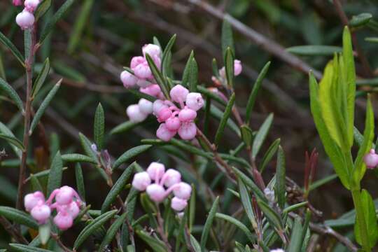 Image of bog rosemary