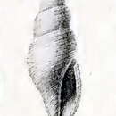 Image of Daphnella arafurensis (E. A. Smith 1884)