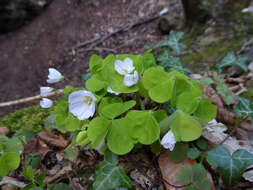 Imagem de Oxalis acetosella L.