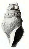 Image of Spirotropis cymothoe
