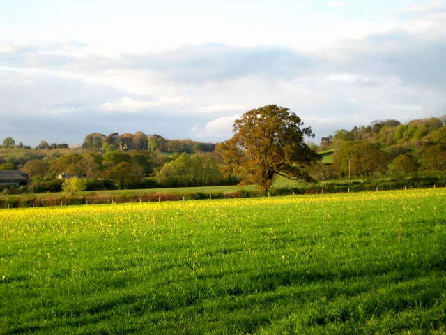 Image of charlock mustard