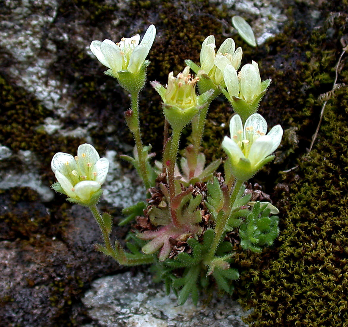 Plancia ëd Saxifraga cespitosa L.