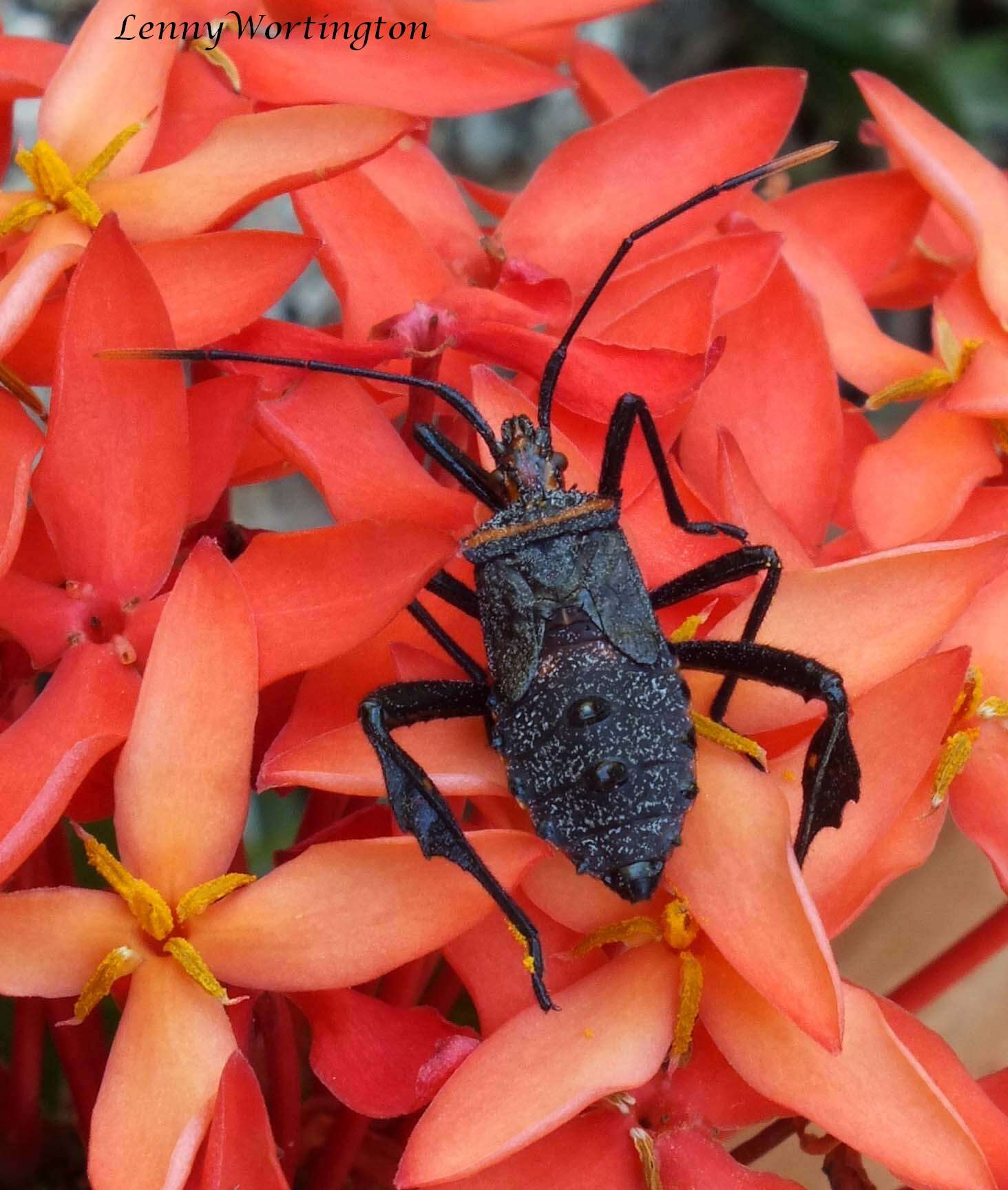 Image of Passionvine Bug