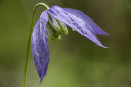 Image of western blue virginsbower