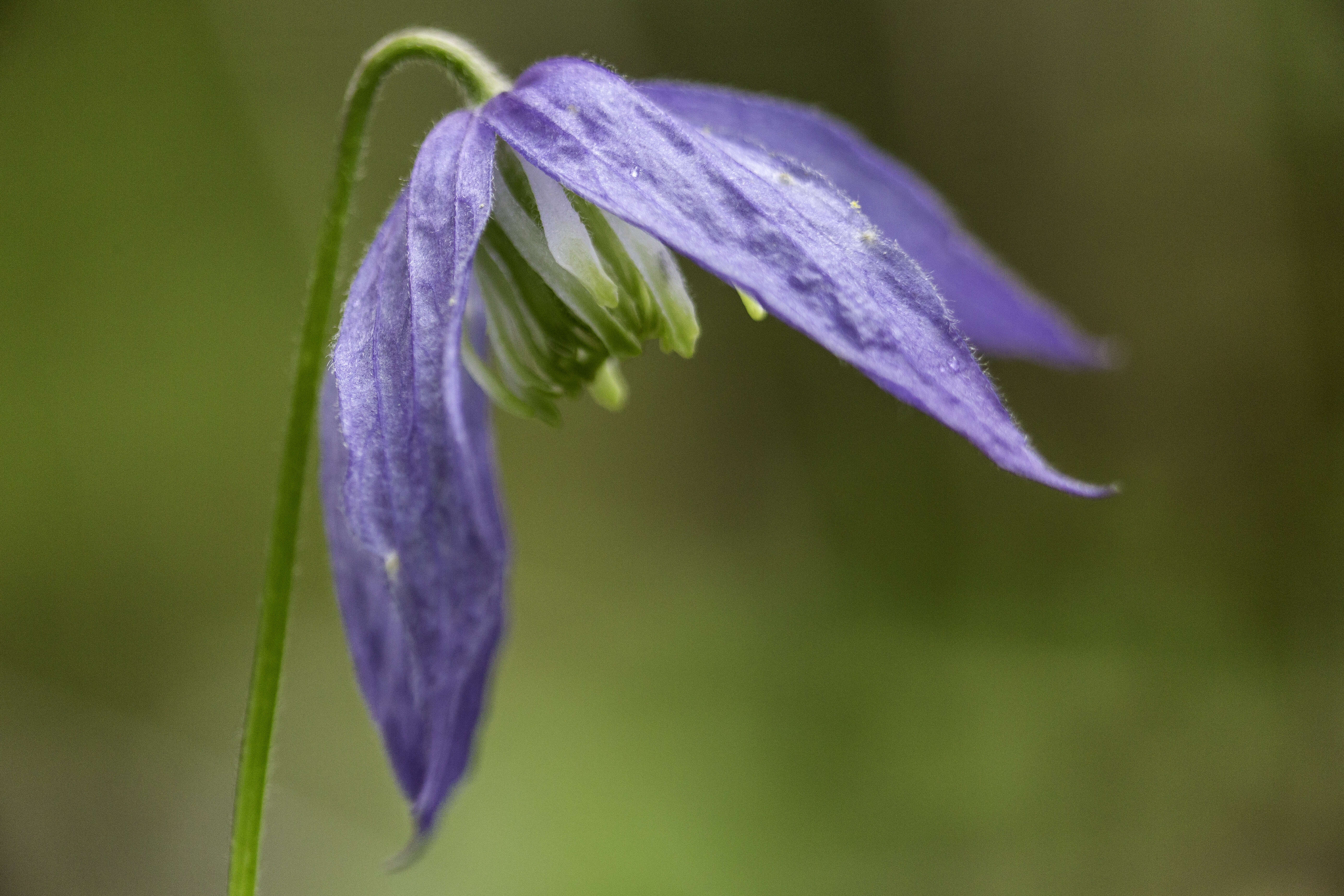 Image of western blue virginsbower