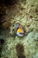 Image of clown triggerfish