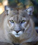 Image of Florida panther