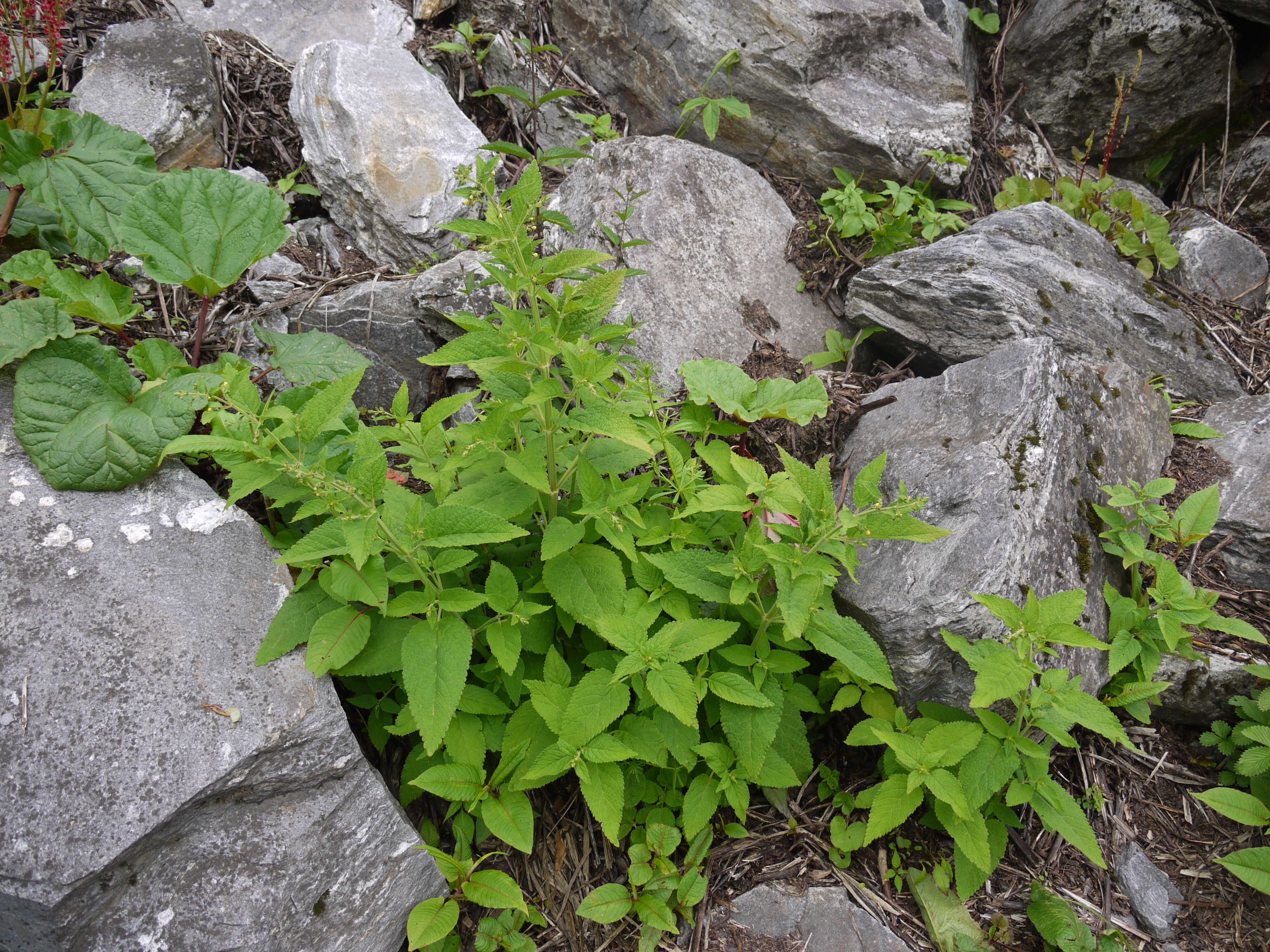 Plancia ëd Nepeta govaniana (Wall. ex Benth.) Benth.