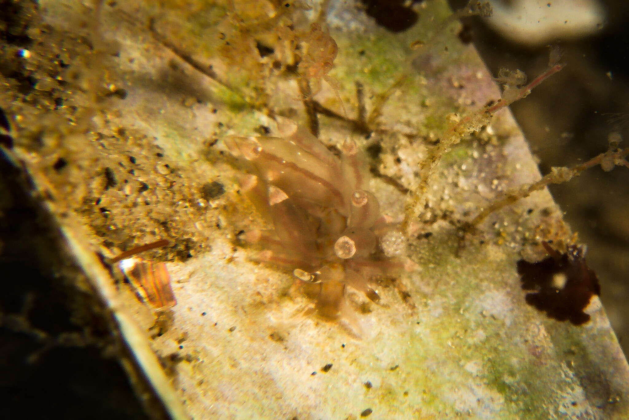 Image of Amphorina viriola Korshunova, Malmberg, Prkić, Petani, Fletcher, Lundin & Martynov 2020