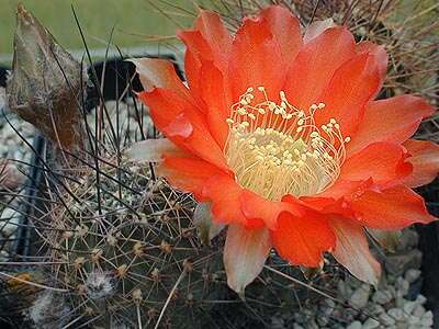 صورة Echinopsis haematantha (Speg.) D. R. Hunt