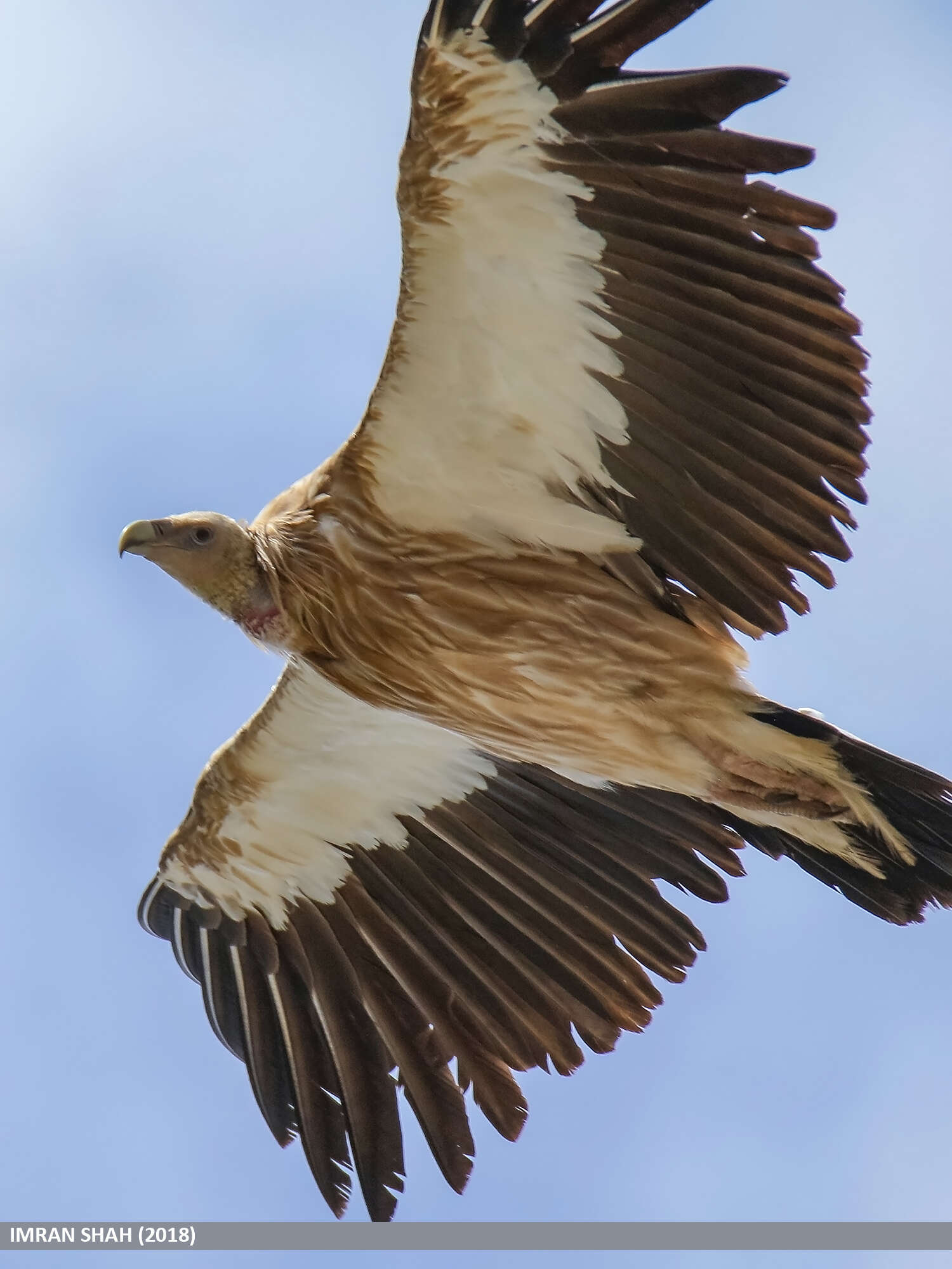 Image of Himalayan Griffon