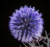 Image de Echinops adenocaulos Boiss.