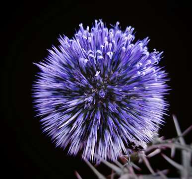 Image of Echinops adenocaulos Boiss.