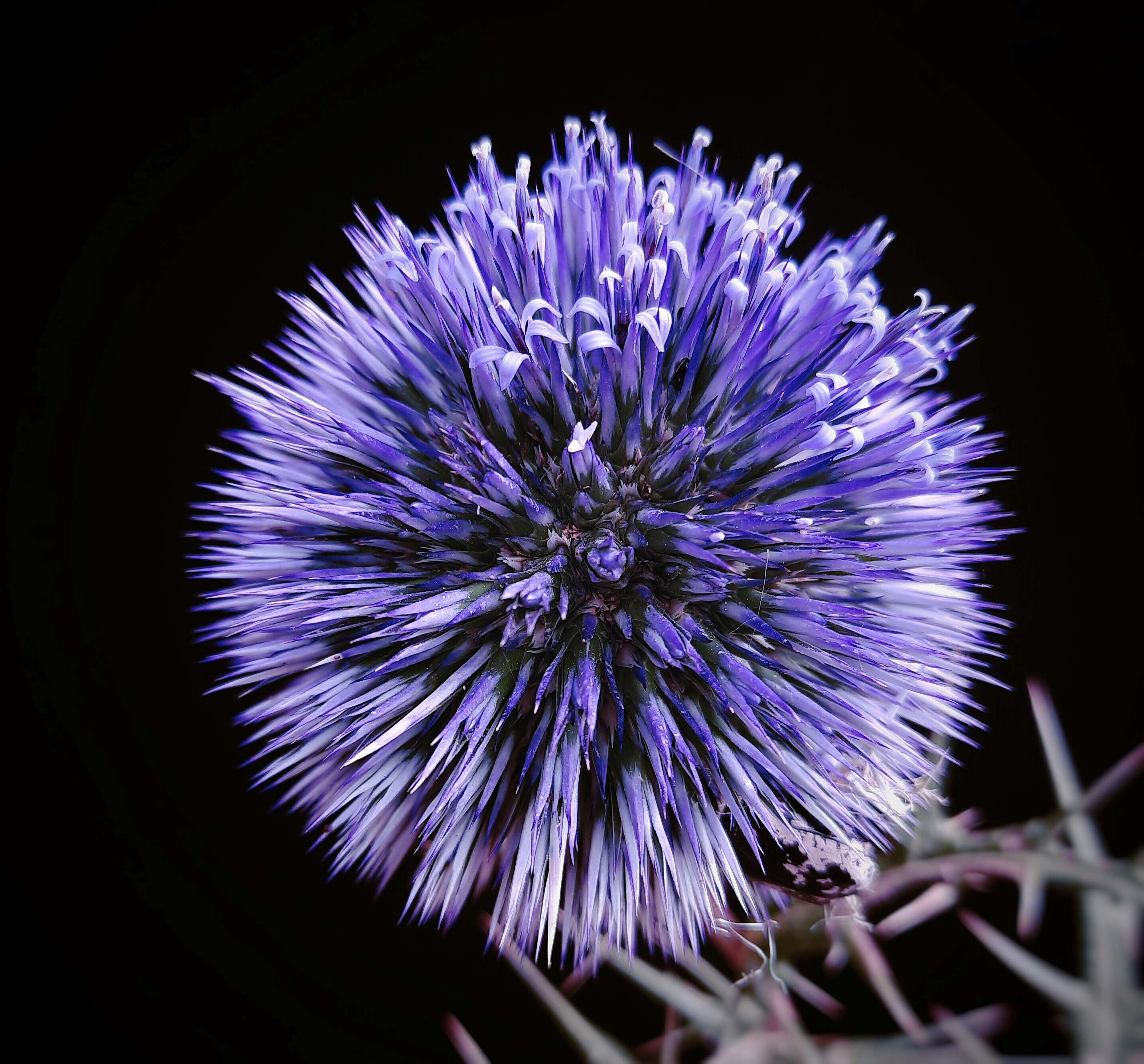 Image de Echinops adenocaulos Boiss.