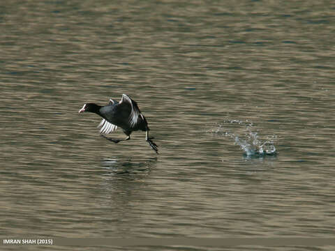 Image of Common Coot