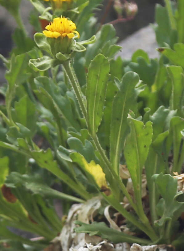 Image of Peirson's serpentweed