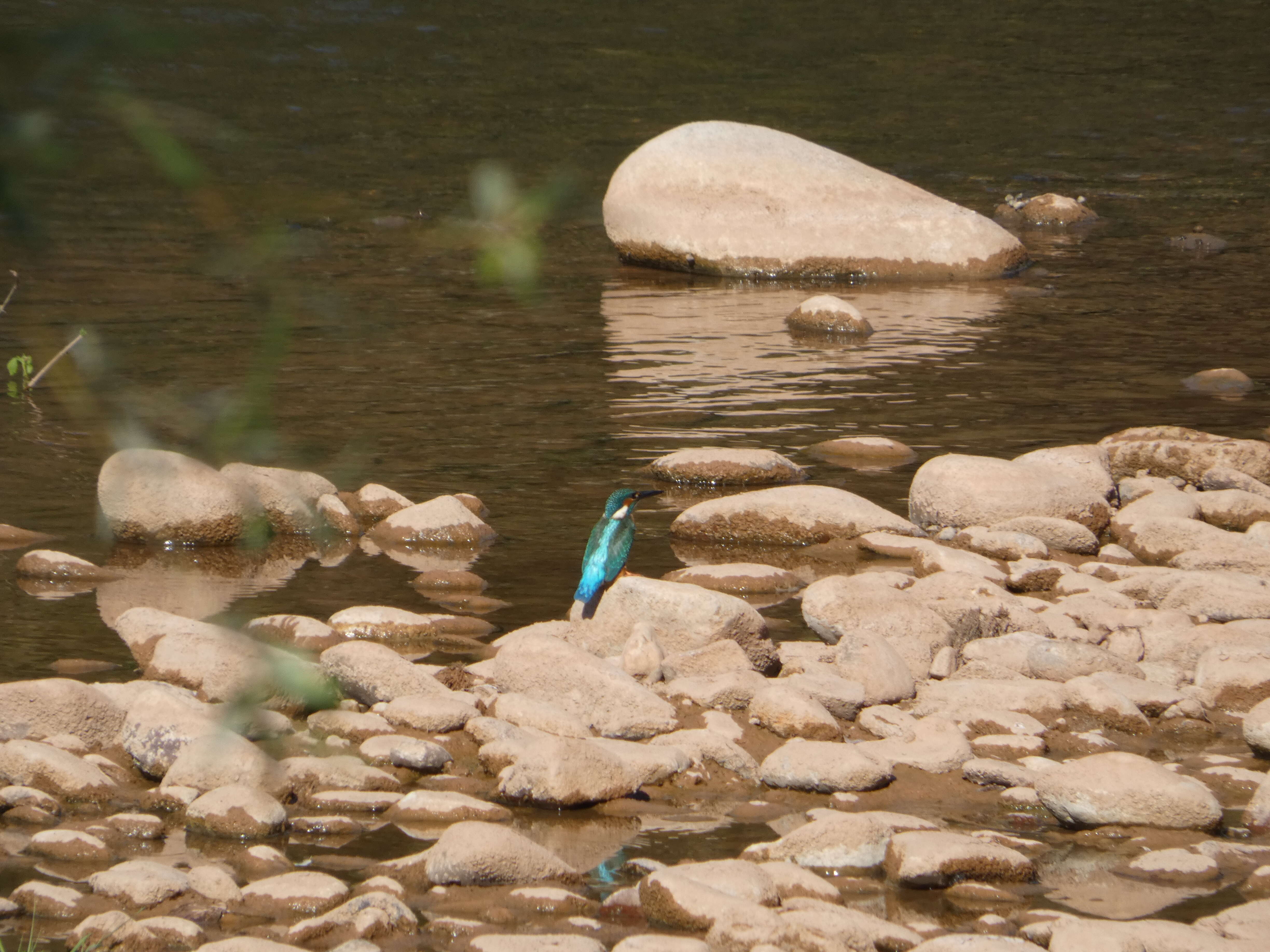 Image of Common Kingfisher