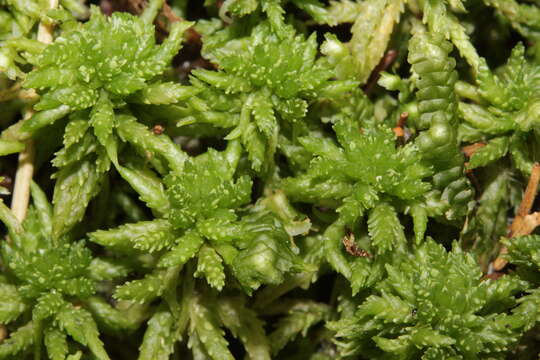 Image of sphagnum