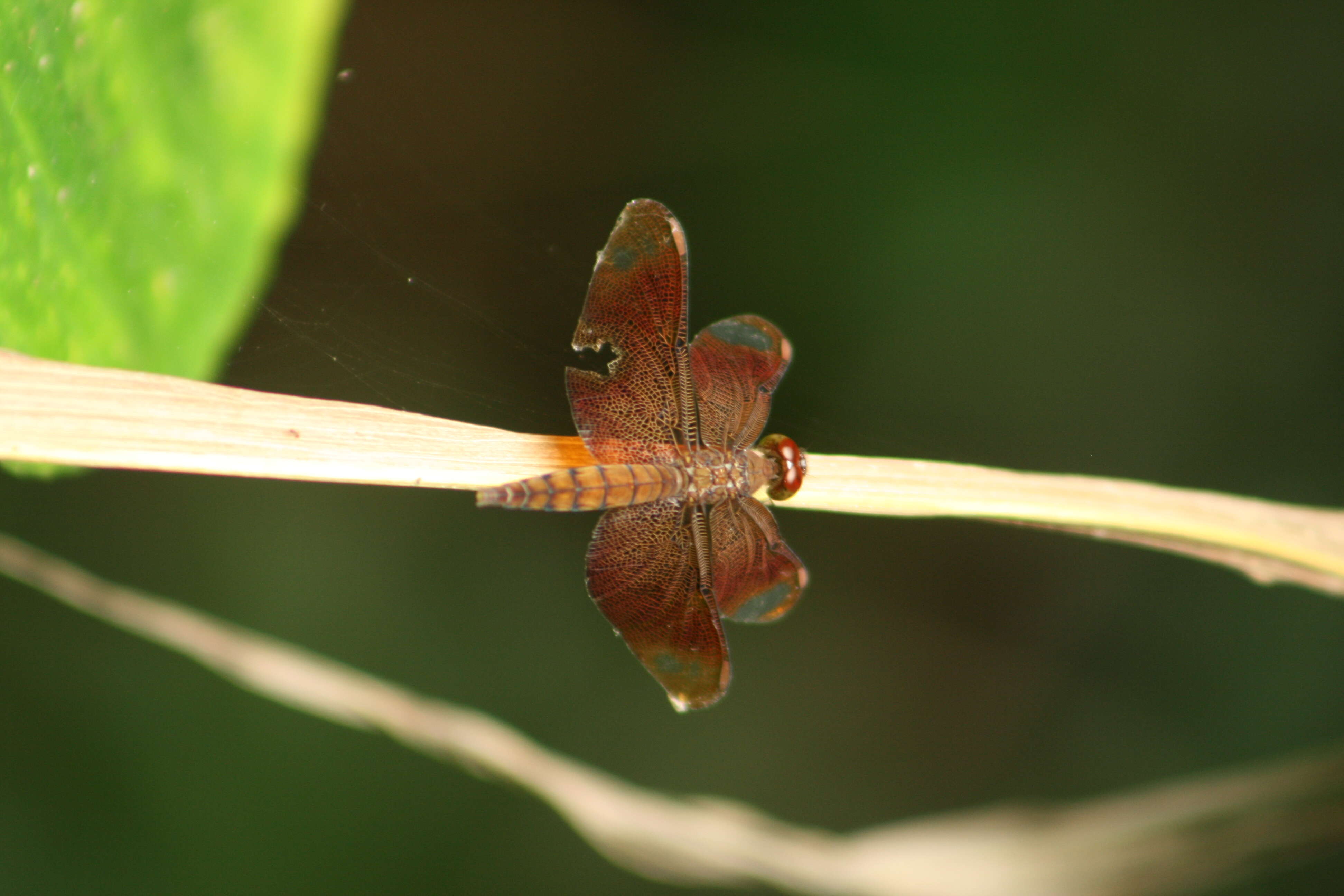 Image of Black Stream Glider