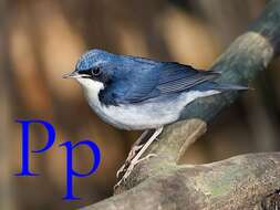 Image of Siberian Blue Robin