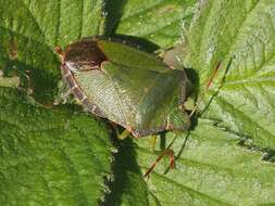 Image of Green shield bug