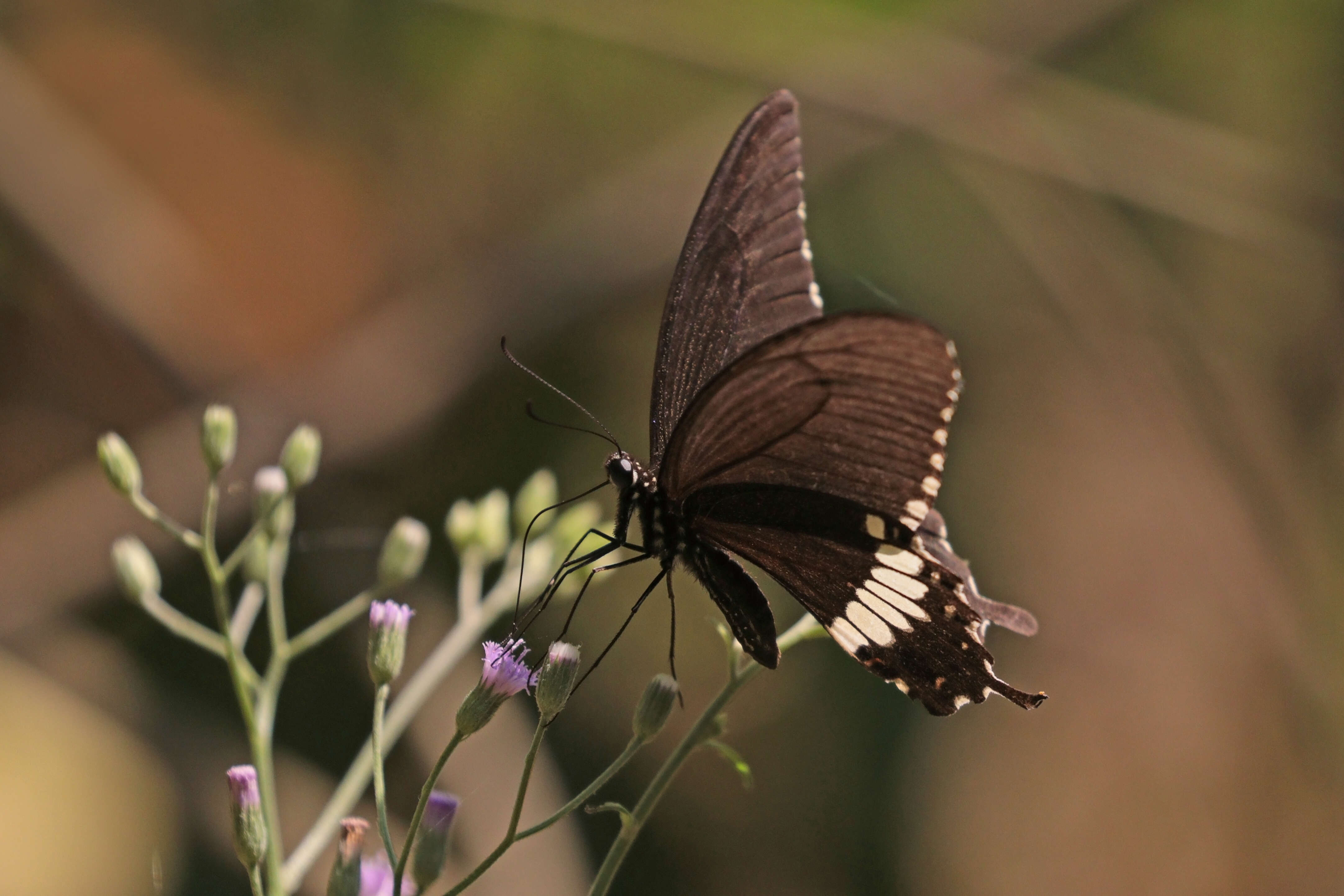 Image of Common mormon