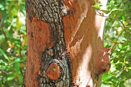 Image of Pacific madrone