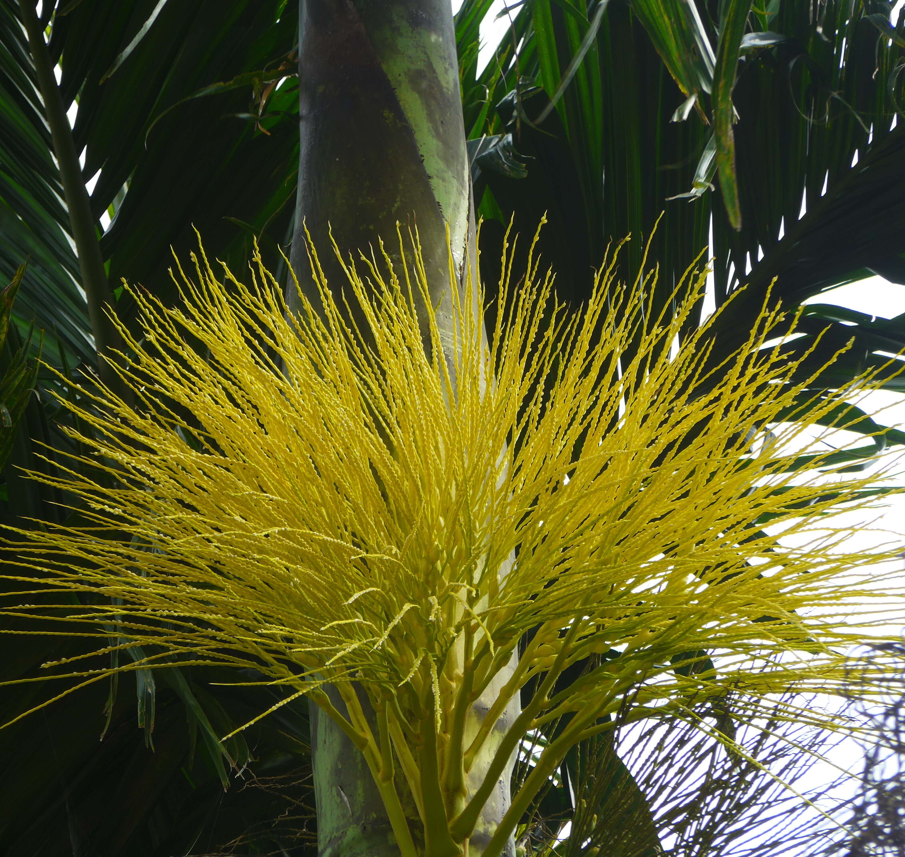 Image of betel palm