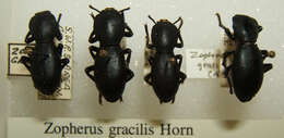 Image of Zopherus gracilis Horn 1867