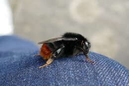 Image of Red tailed bumblebee