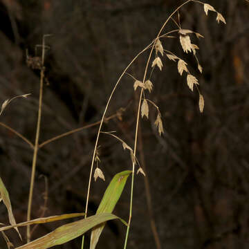 Imagem de Chasmanthium latifolium (Michx.) H. O. Yates