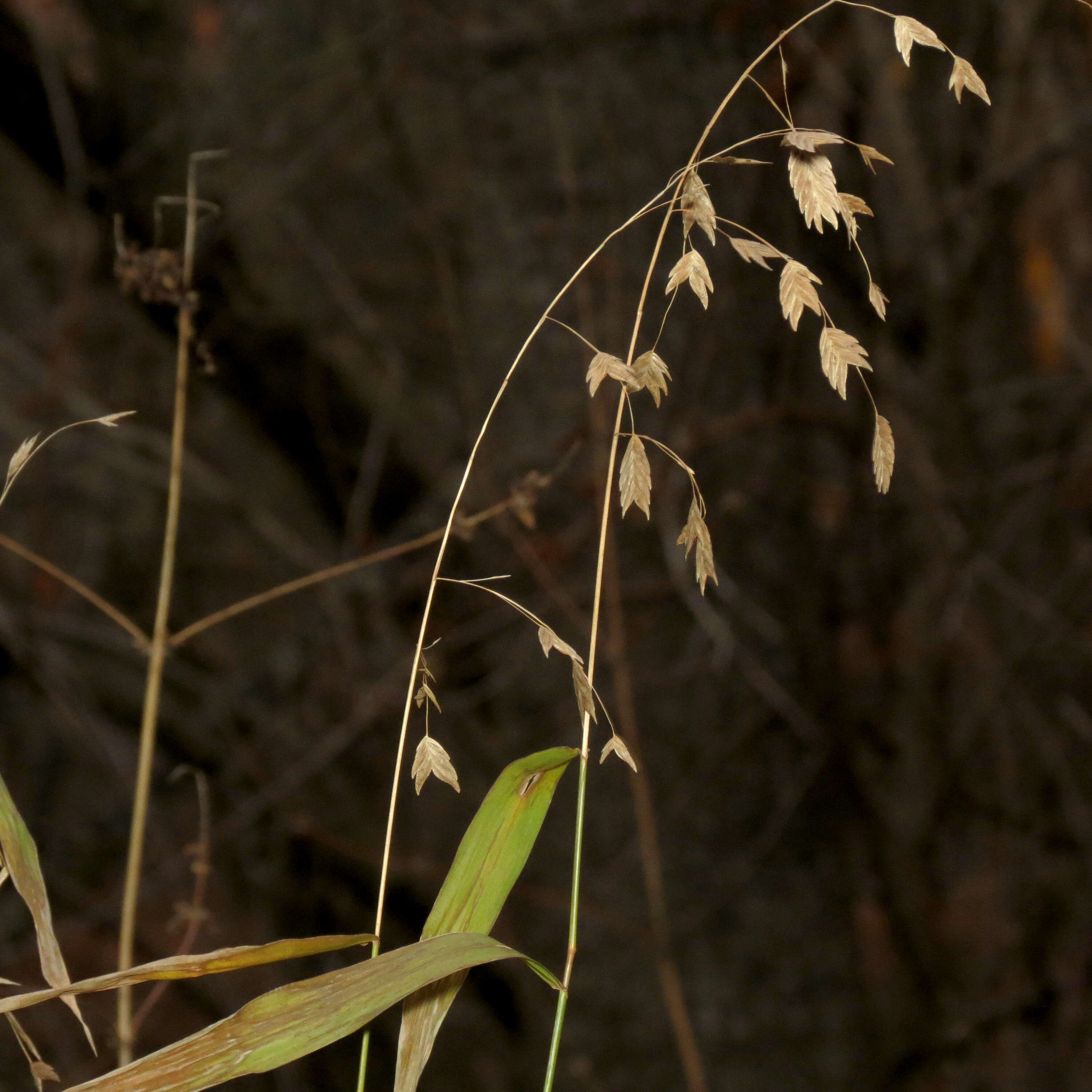 Image of Indian woodoats