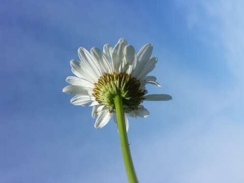 Image of Oxeye Daisy