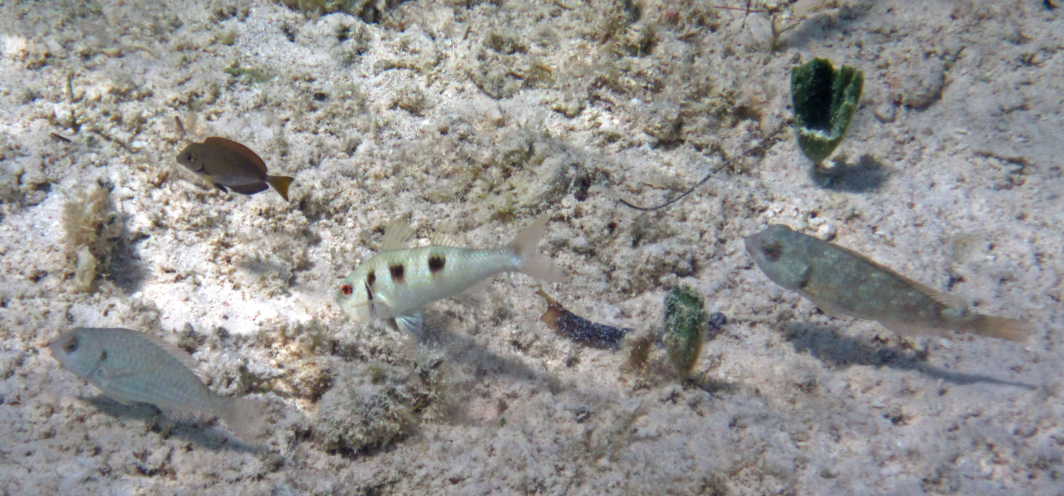 Image of Spotted Goatfish