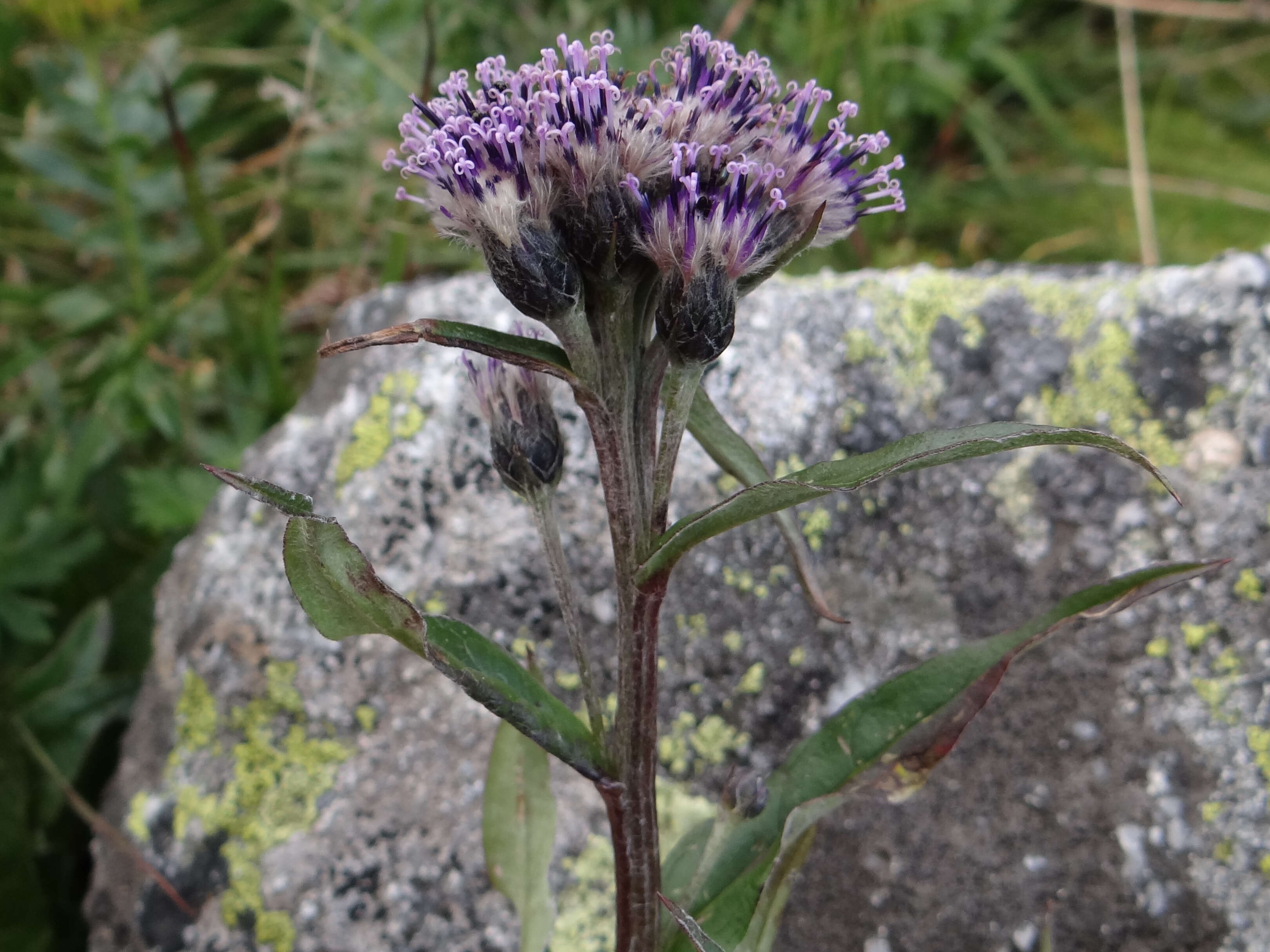 صورة Saussurea alpina (L.) DC.