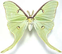 Image of Luna Moth