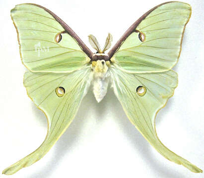 Image of Luna Moth