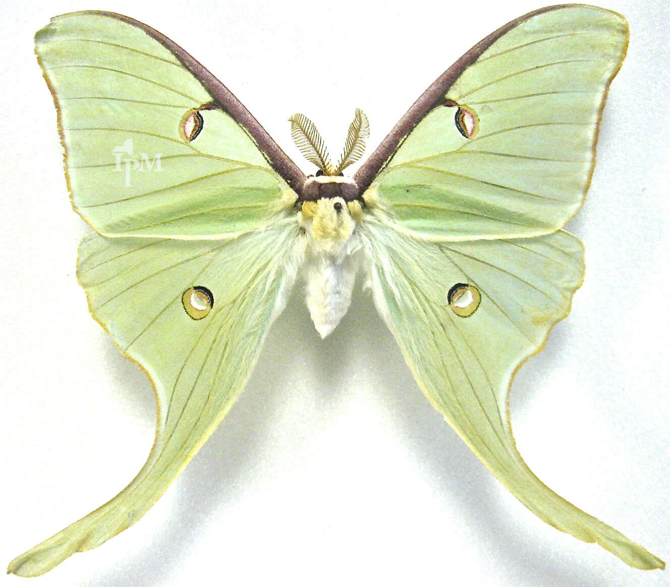 Image of Luna Moth