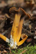 Image of Funnel Chanterelle