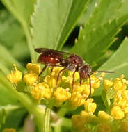 Image of Nomada articulata Smith 1854