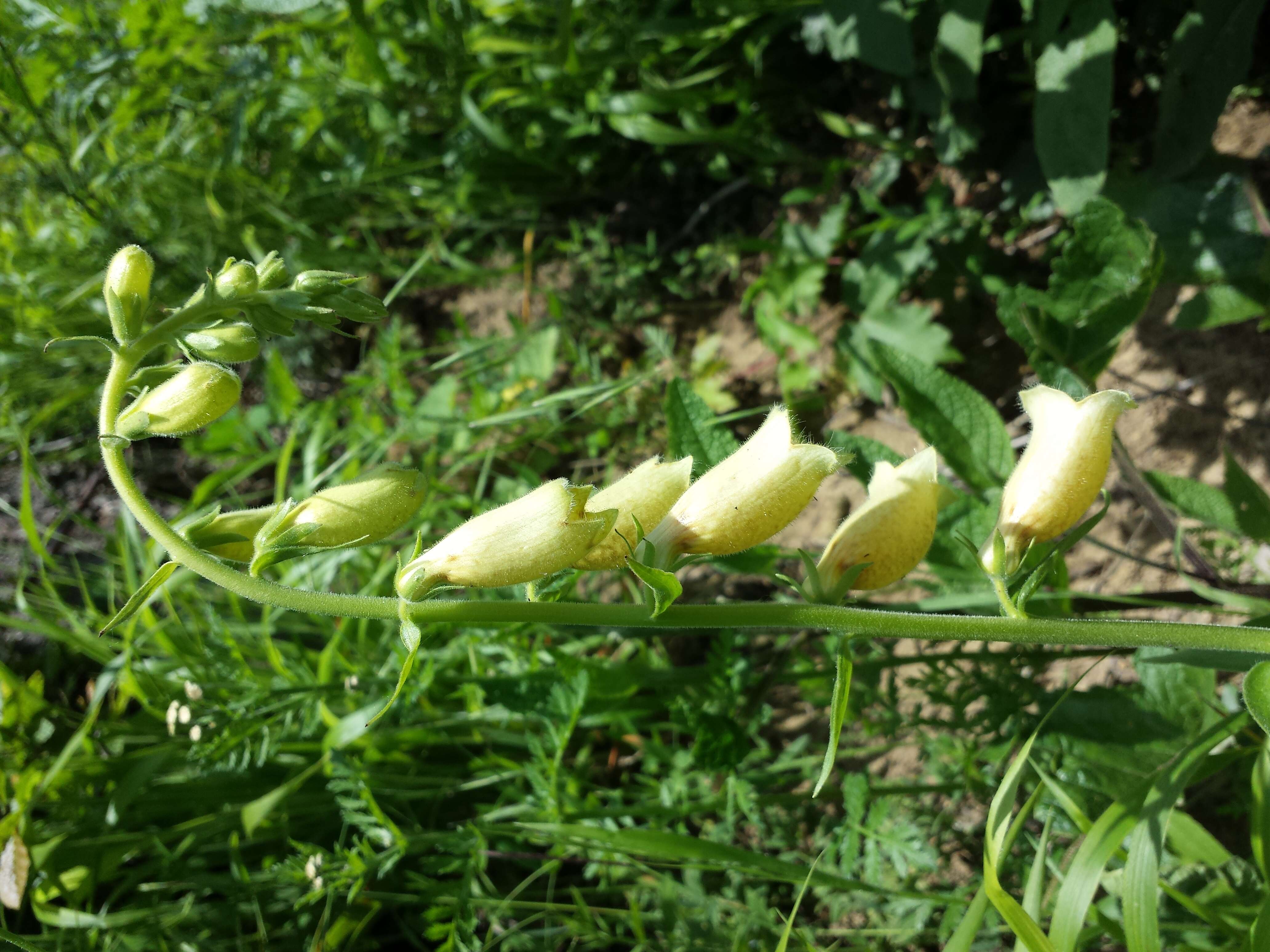 Imagem de Digitalis grandiflora Mill.