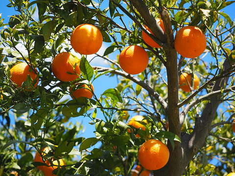 Image of Citrus reticulata