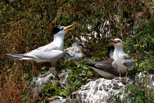 Image of Chinese Crested Tern