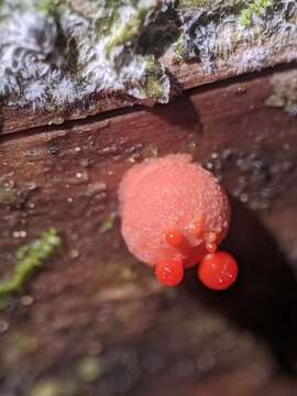 Image of Lycogala epidendrum