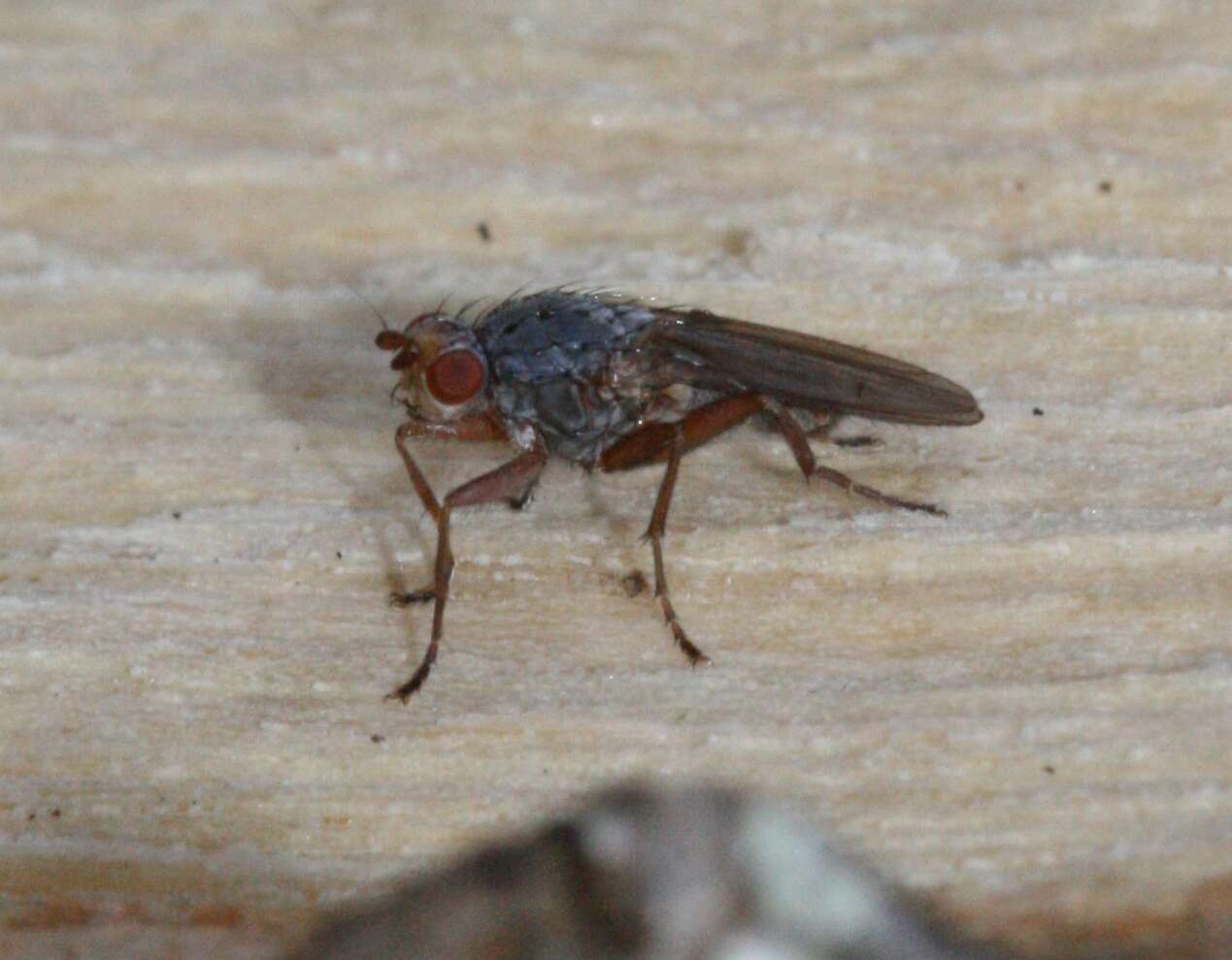 Image of heleomyzid flies