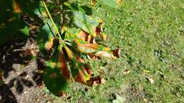 Image of red horse-chestnut