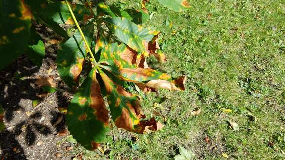 Image of red horse-chestnut