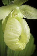 Image of Korean ladyslipper